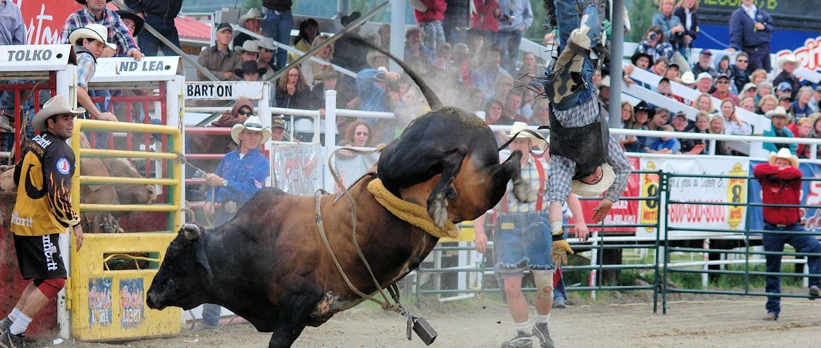 stampede