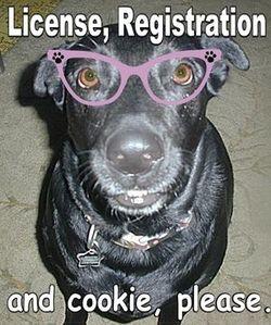 Dog Wearing Glasses