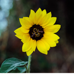 sunflower's bloom's test's
