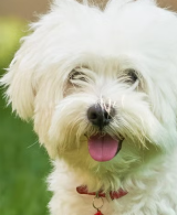 small dog