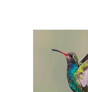 HummingBird