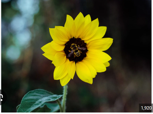 sunflower's bloom's test's